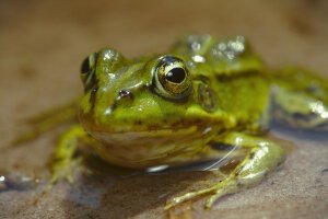 Stef Styles|Vintage|Portrait I - A poolfrog. Breda / The Netherlands
