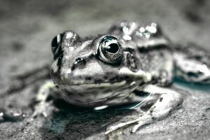 Bland Yellow Push - A poolfrog. Breda / The Netherlands