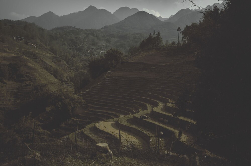 After · Dark Tones|Moody Green