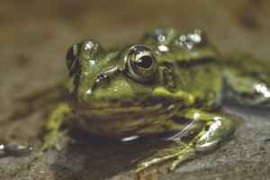 Dark Tones|Moody Green - A poolfrog. Breda / The Netherlands