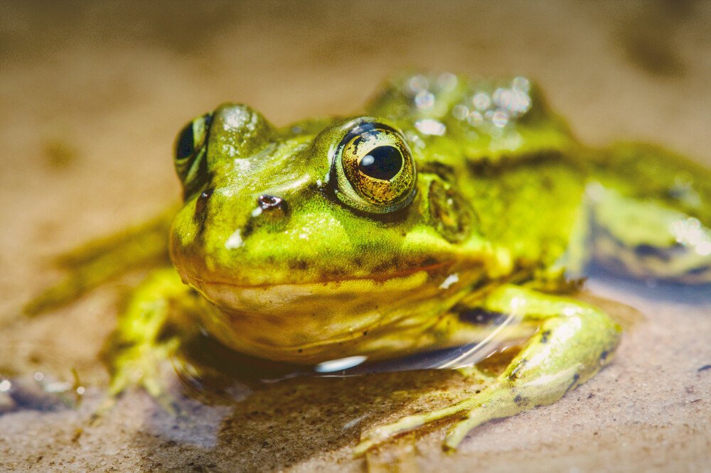 After · Stef Styles|The Traveller|Dreamy II