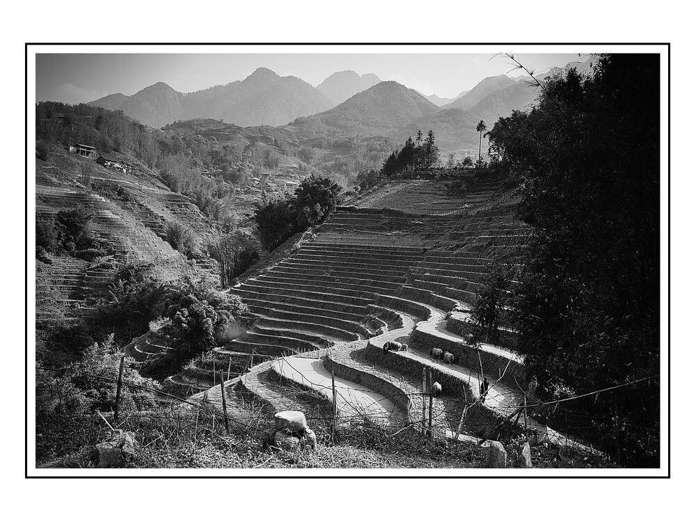 After · Black-and-White-Lessinia