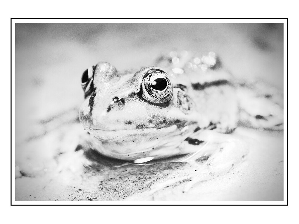 After · Black-and-White-Lessinia