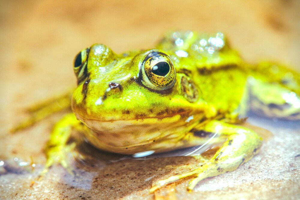 After · Stef Styles|The Traveller|Bright Up Dull Day