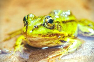 Stef Styles|The Traveller|Bright Up Dull Day - A poolfrog. Breda / The Netherlands
