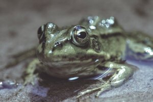 Dark Tones|60s mood - A poolfrog. Breda / The Netherlands