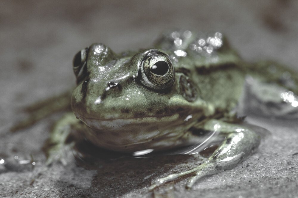 After · Dark Tones|Desat with blueish