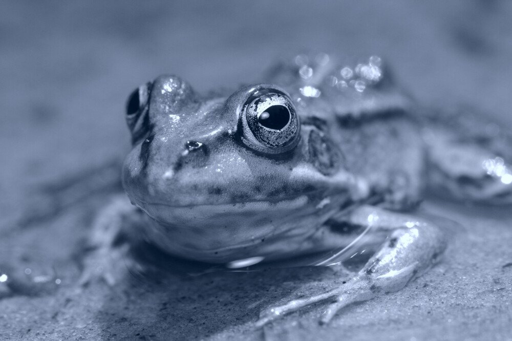 After · Virado cianotipo