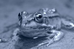 Virado cianotipo - A poolfrog. Breda / The Netherlands