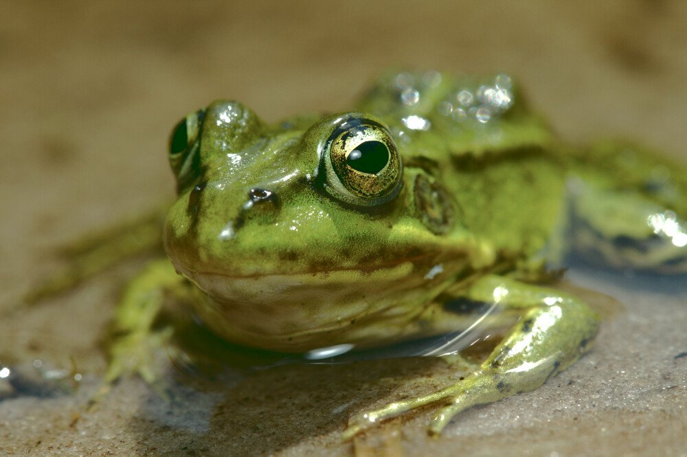 After · Stef Styles|The Traveller|Snowy Forest G-Mono