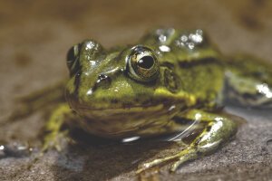Dark Tones|Moody Orangish - A poolfrog. Breda / The Netherlands