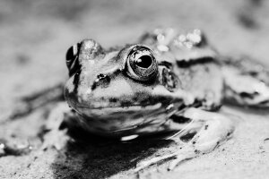 Moriyama 1 - A poolfrog. Breda / The Netherlands