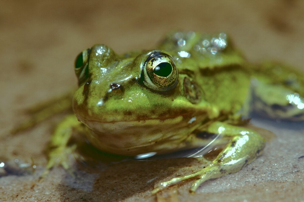 After · Stef Styles|The Traveller|Snowy Forest BRB-Triad