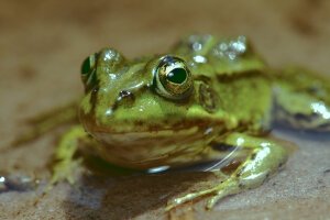 Stef Styles|The Traveller|Snowy Forest BRB-Triad - A poolfrog. Breda / The Netherlands