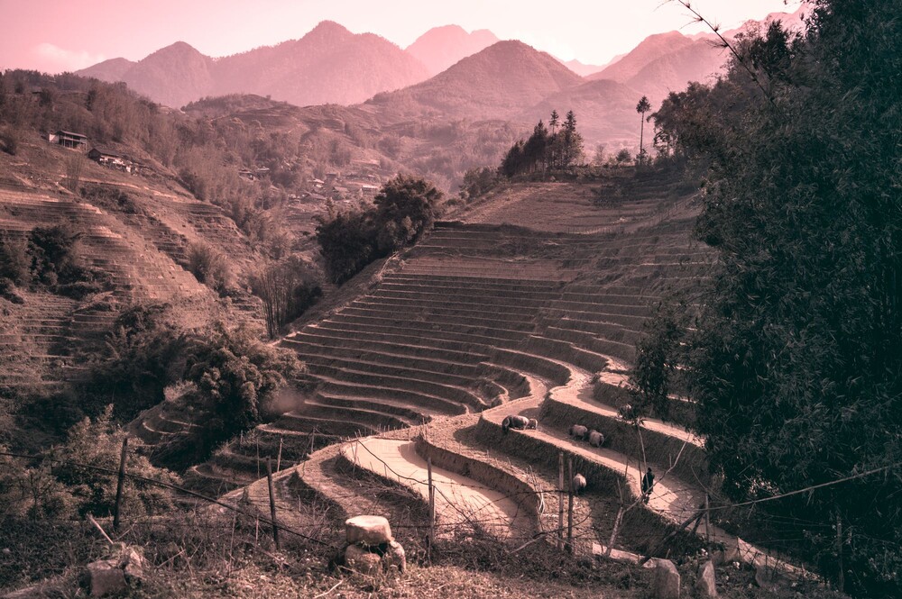 After · Stef Styles|Vintage|60s desat with WB+