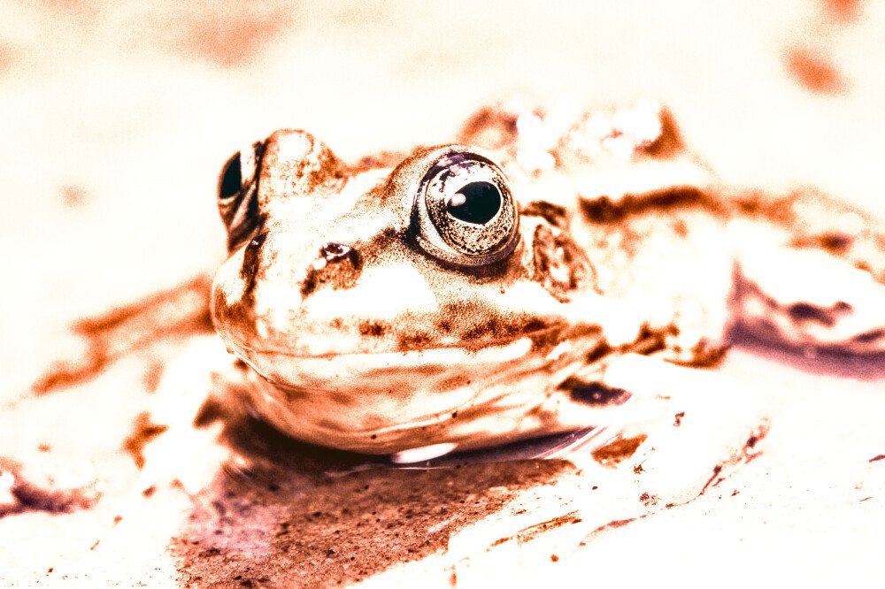 After · Stef Styles|Vintage|60s desat with WB+