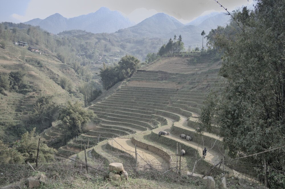 After · Stef Styles|Vintage|68s desat&vibr with WB+