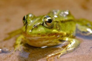 Stef Styles|Night|City lights with reflection - A poolfrog. Breda / The Netherlands