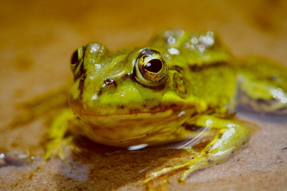 After · Stef Styles|The Traveller|Tropical Beach 70s