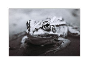 Weird_BlackAndWhite1 - A poolfrog. Breda / The Netherlands