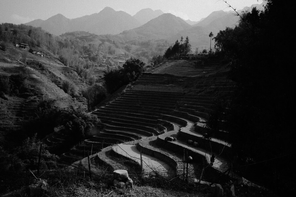 After · Warm B&W Film