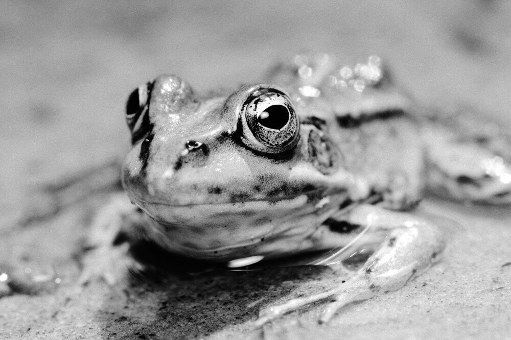 After · Warm B&W Film