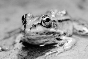 Warm B&W Film - A poolfrog. Breda / The Netherlands