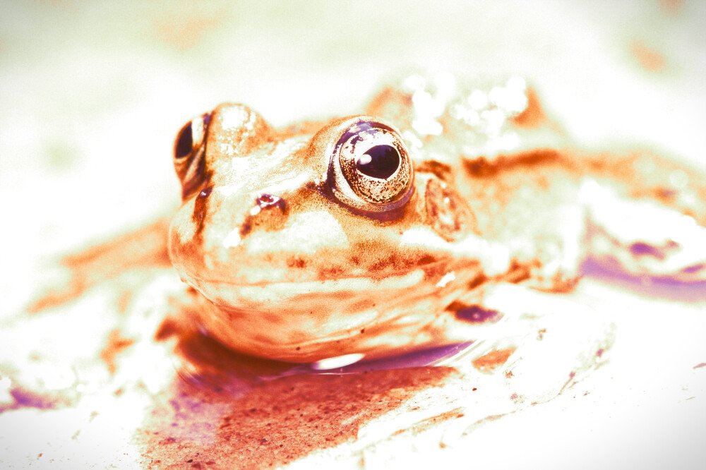 After · Stef Styles|Vintage|Portrait III