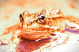 Stef Styles|Vintage|Portrait II - A poolfrog. Breda / The Netherlands